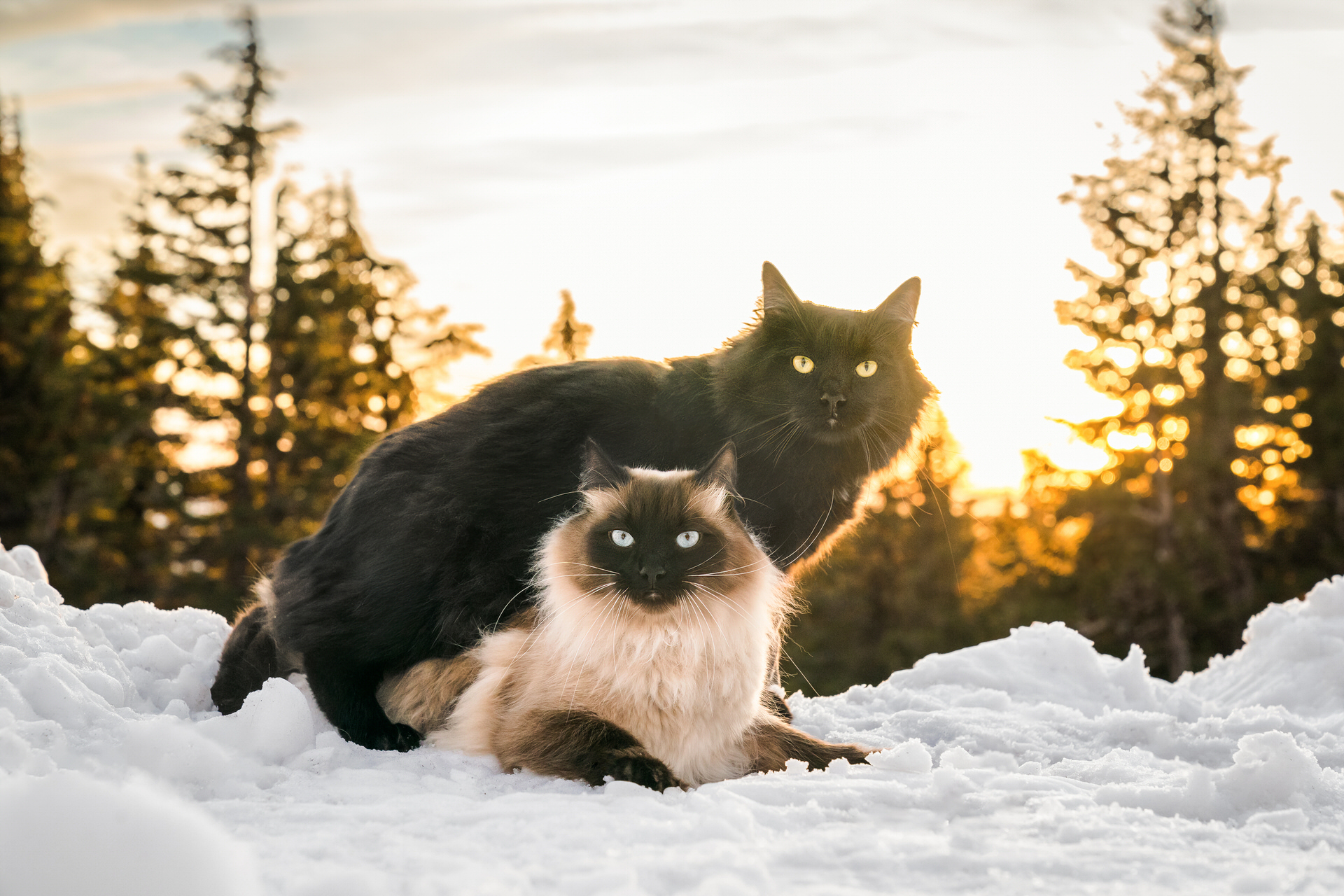 cat brothers standing together in the snow