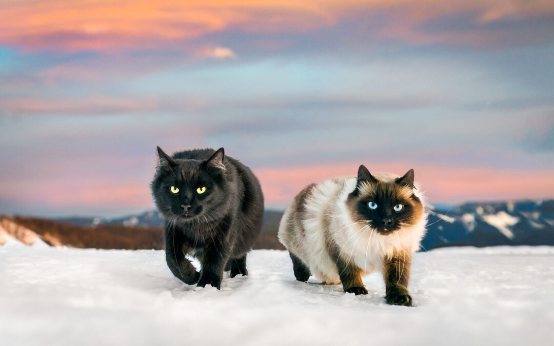 Lewis and Clark  |  A Snow Session on Mt. Hood with Cats