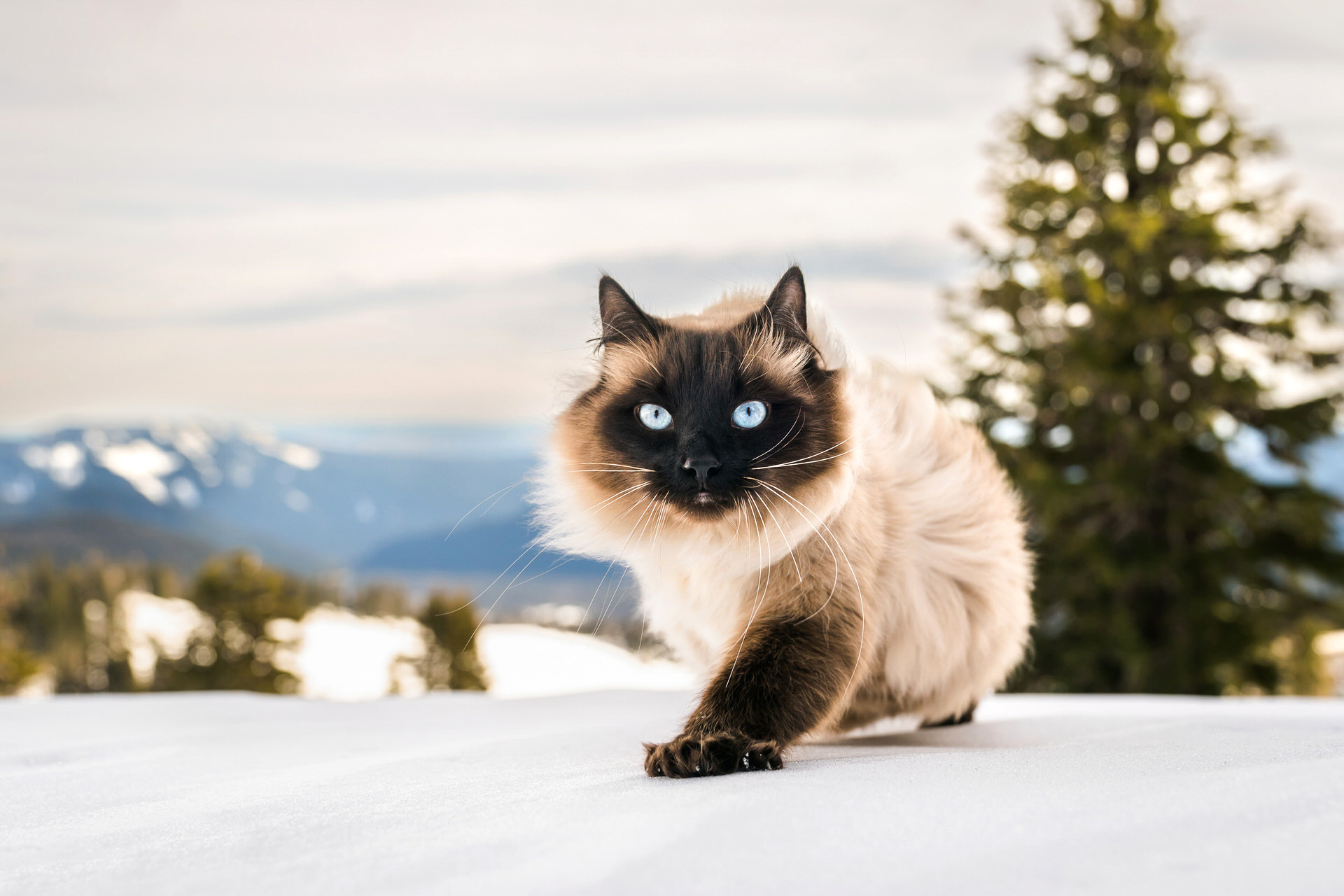 blue eyed cat walks in the snow