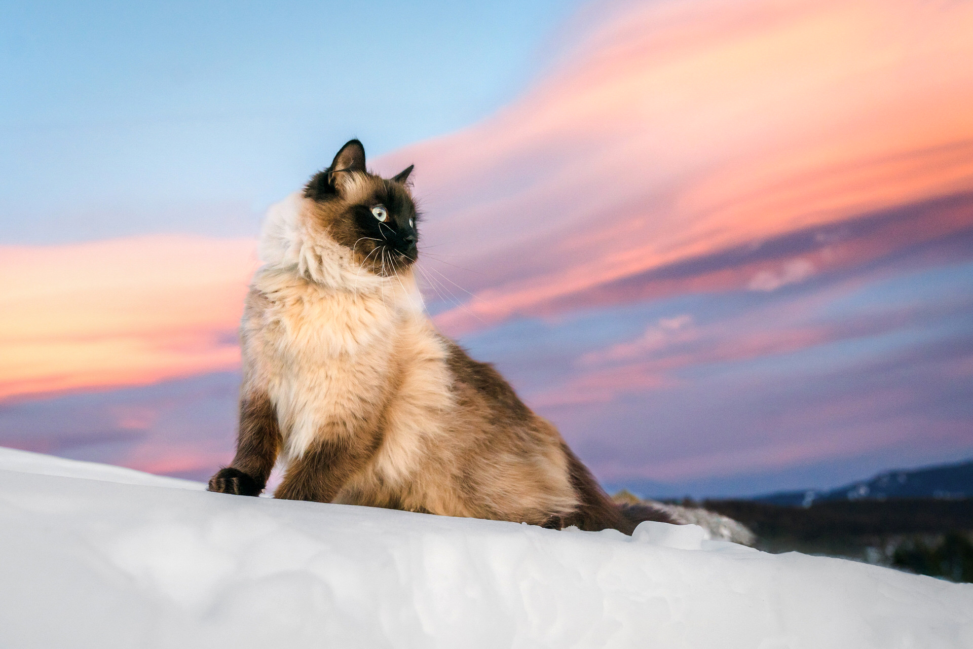siberian forest cat sitting on the snow at sunset