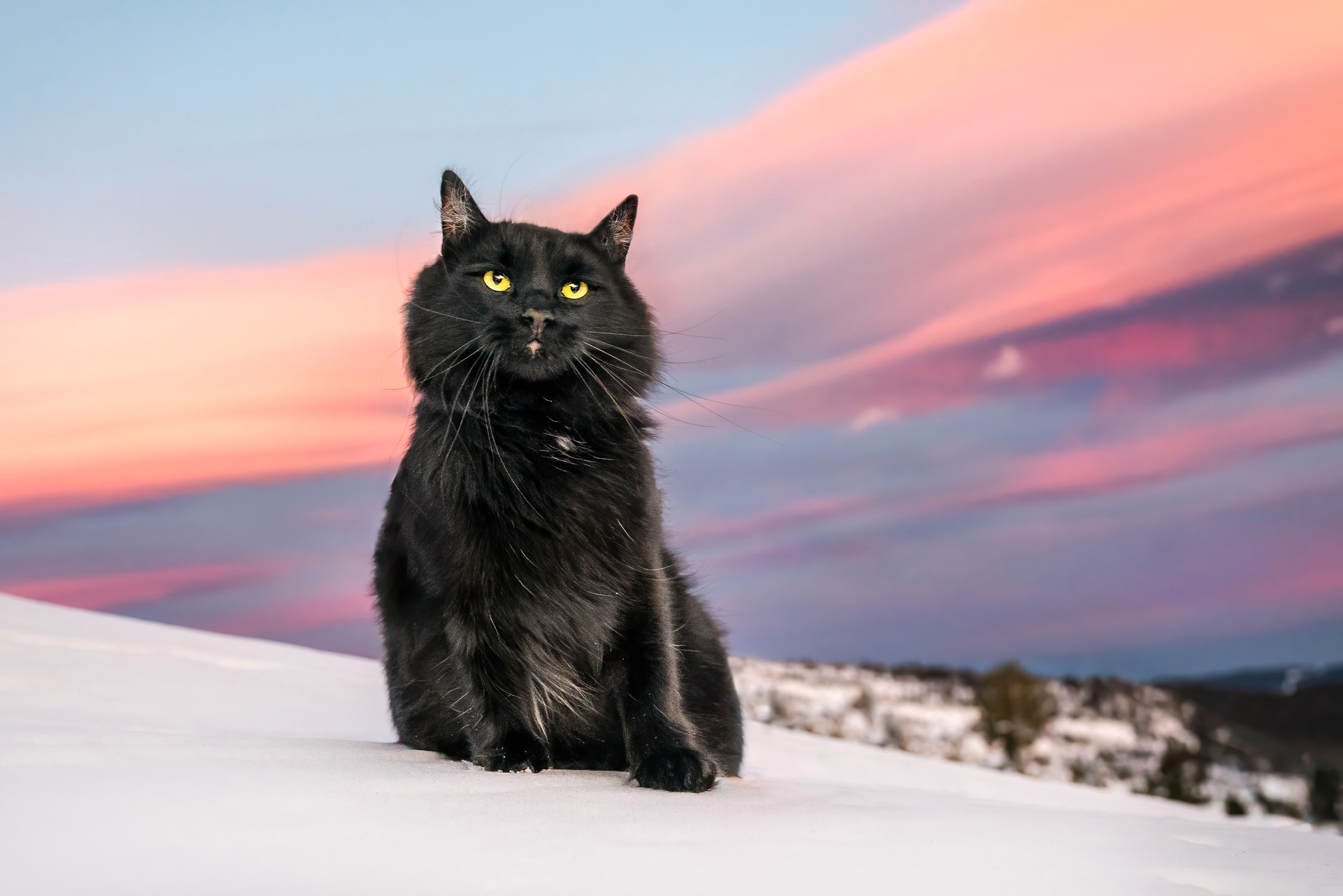black siberian forest cat sitting on the snow at sunset on Mt. Hood