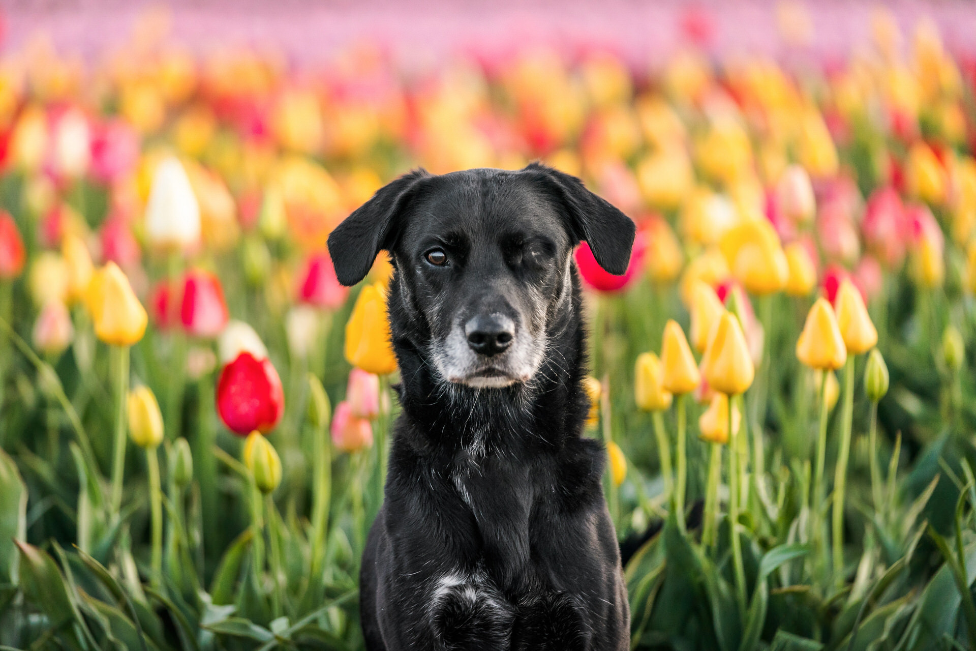 black dog sitting in a field of colorful tulips