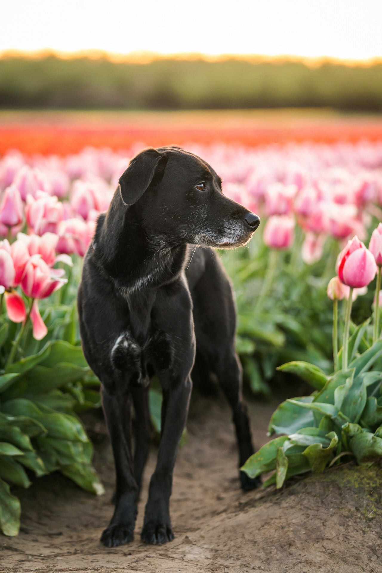 dog in a tulip field