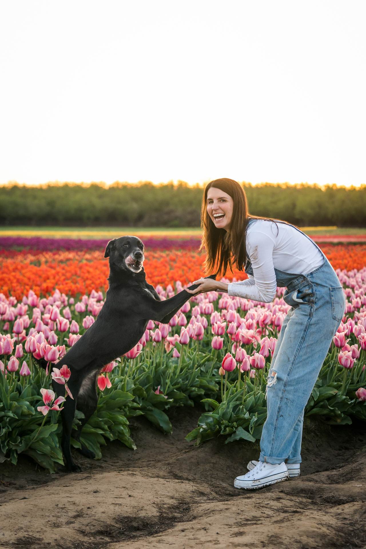 dog and person holding hands in a flower field