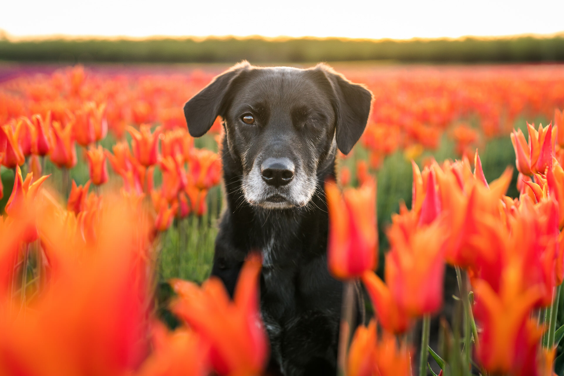 black dog in an orange tulip flower field