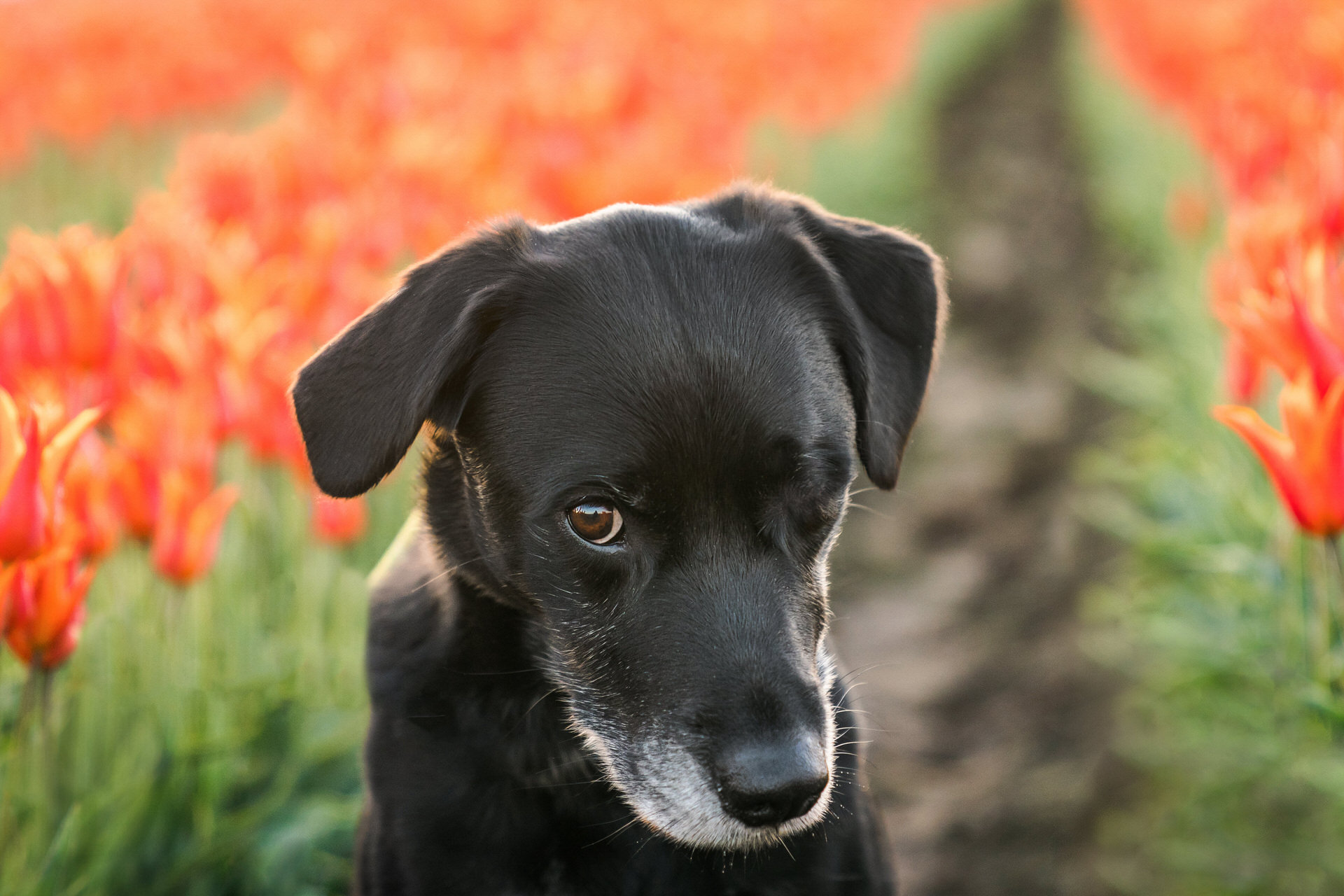 dog side eye in a flower field