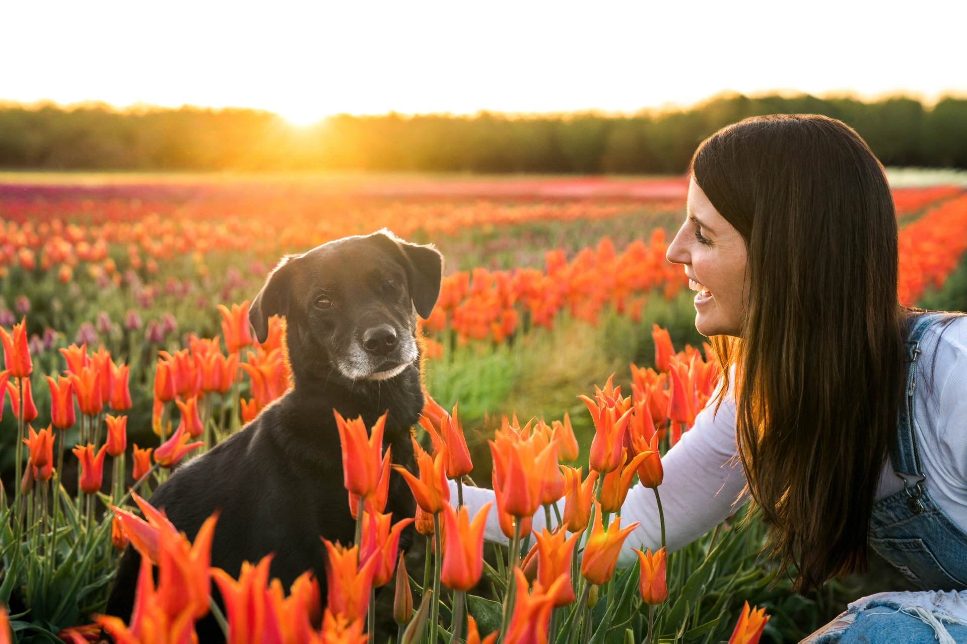 wooden shoe tulip farm sunrise with dog