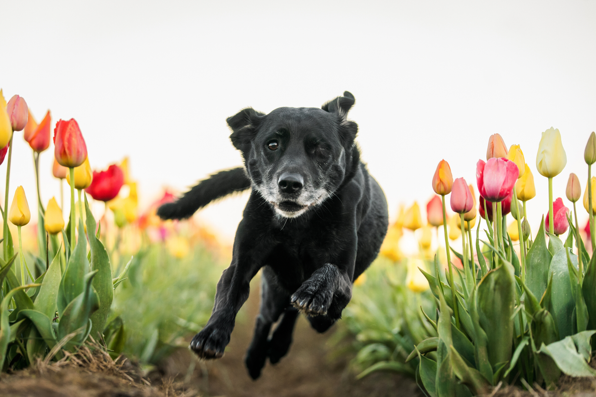 dog runs fast through tulips