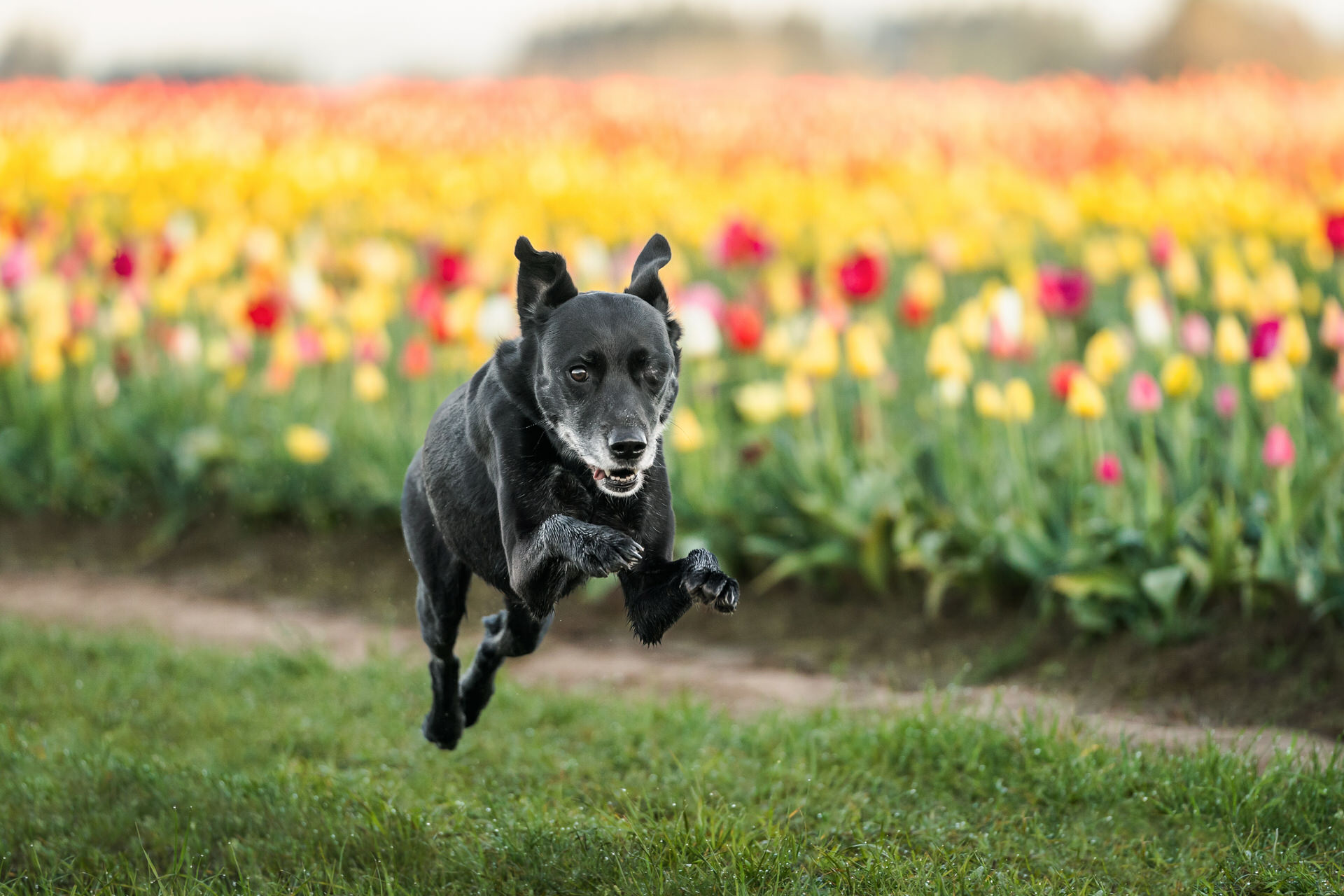 running dog through a flower field