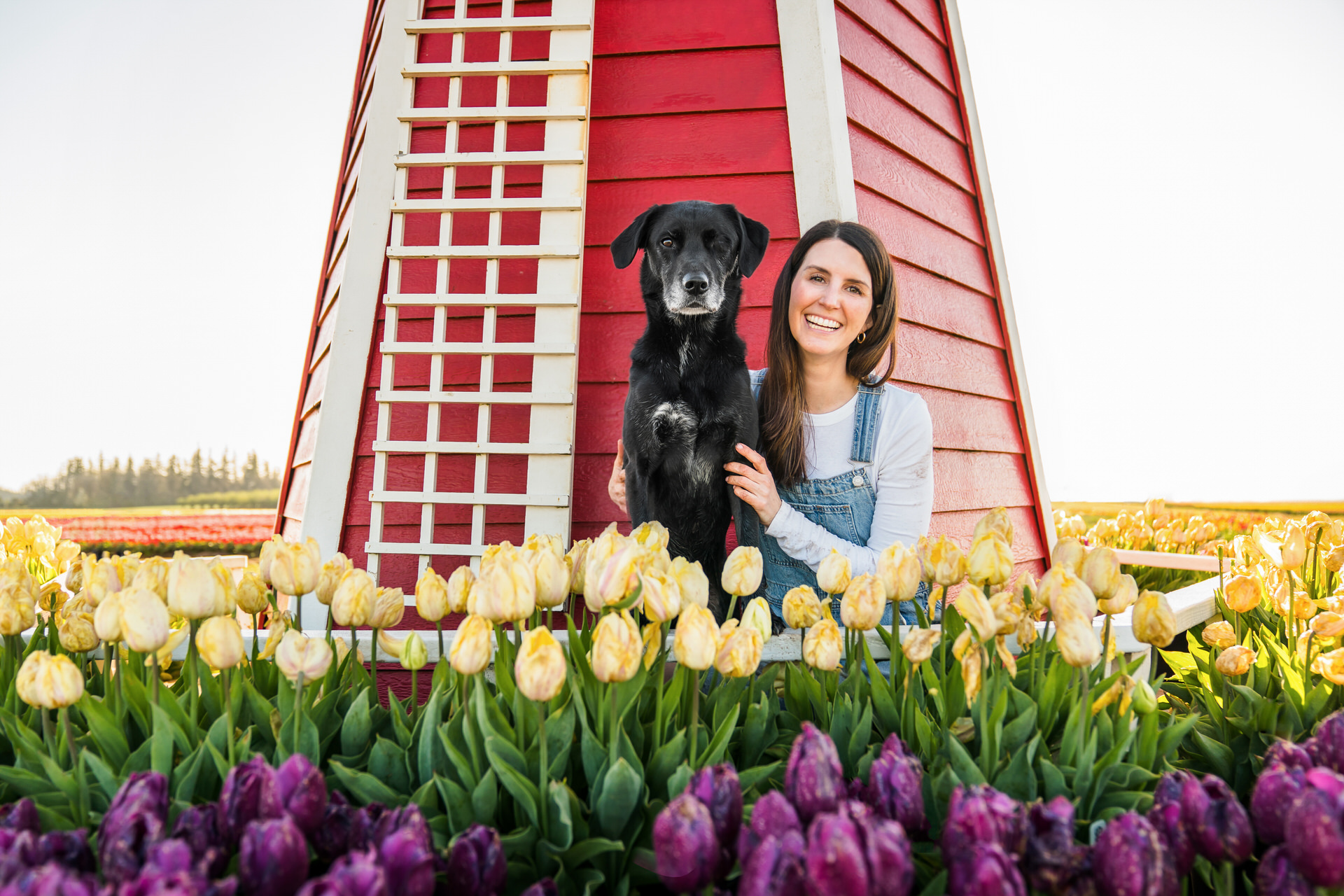 woman and dog in front of windmill at the wooden shoe tulip farm