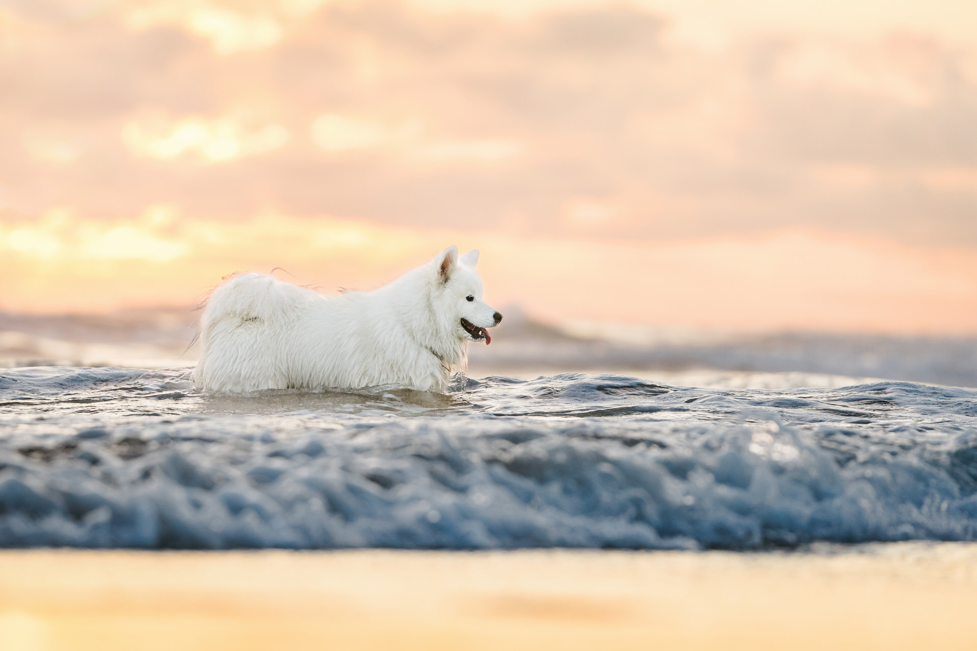 white dog at sunset at the beach in Oregon