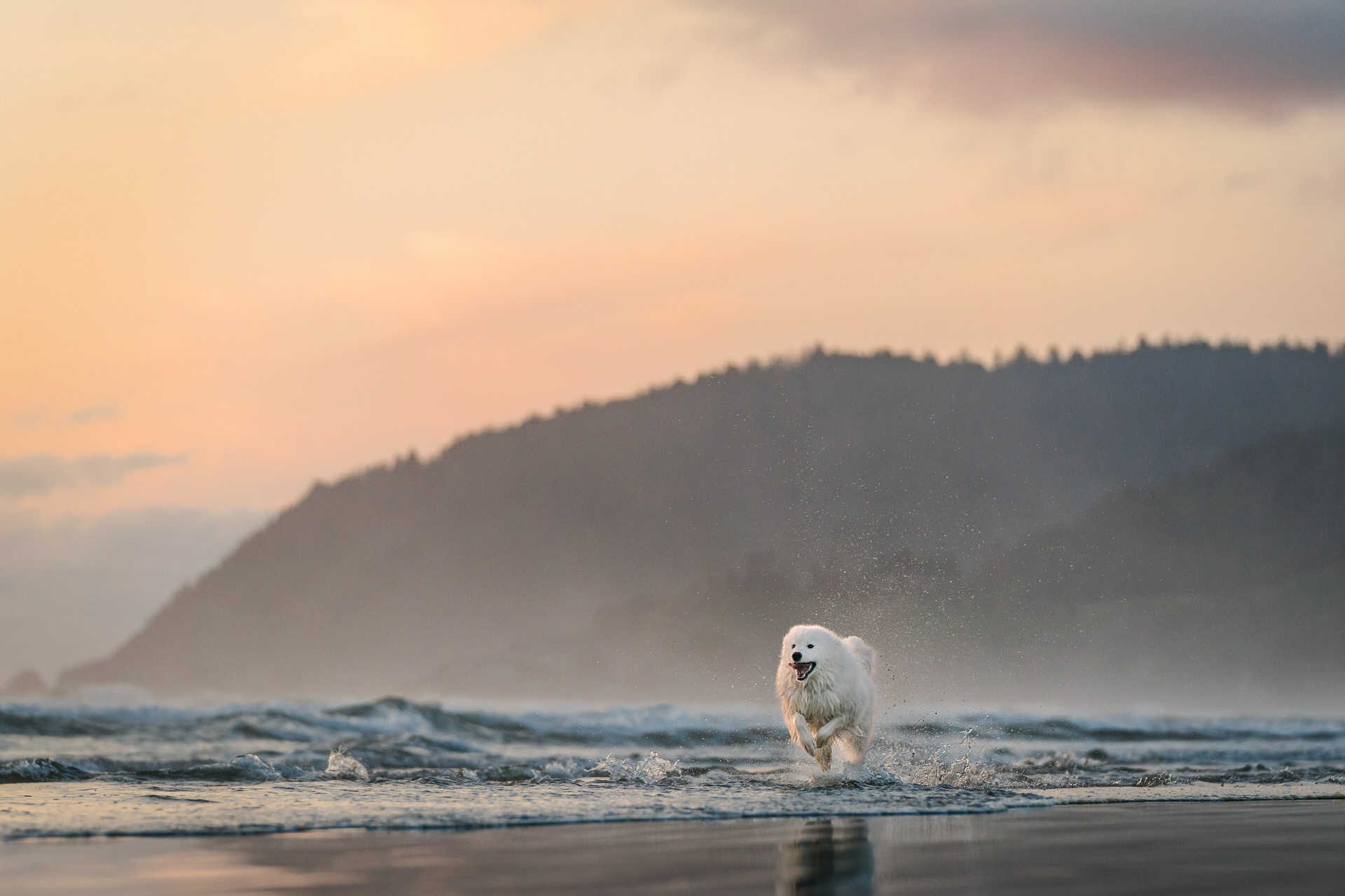 dog running fast on the beach in Oregon