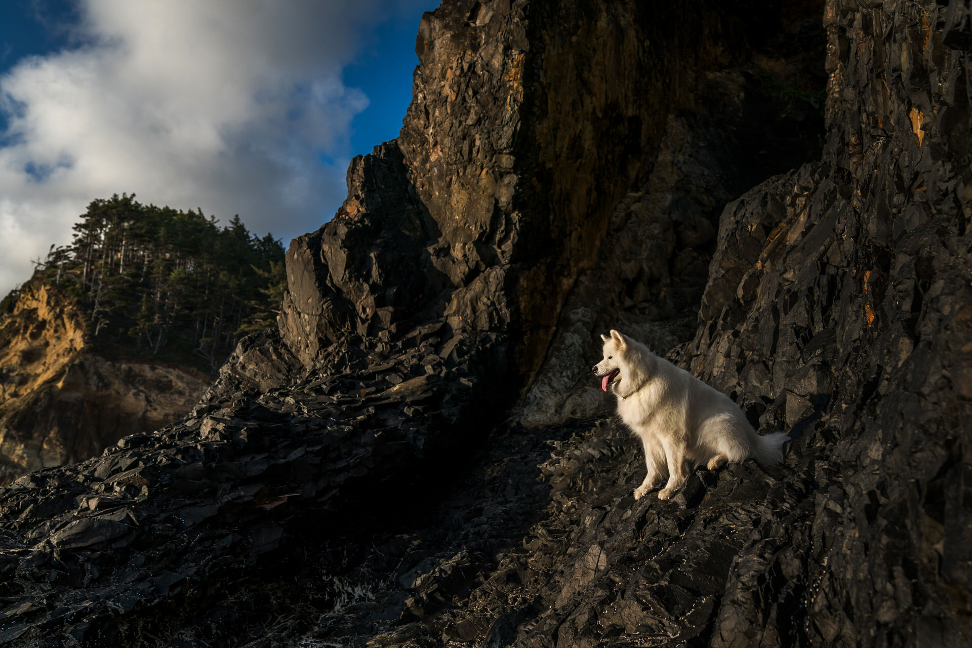 dog on the dark oregon coast rocks