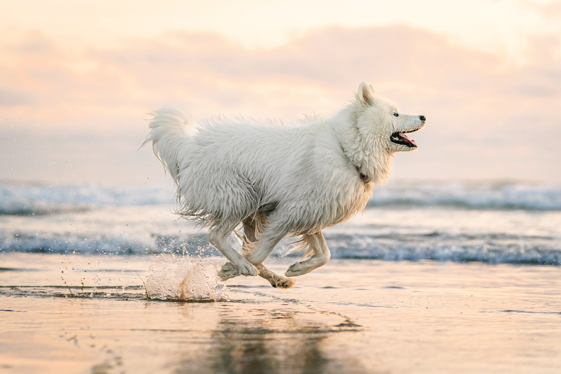 super fast dog running on the beach at sunset