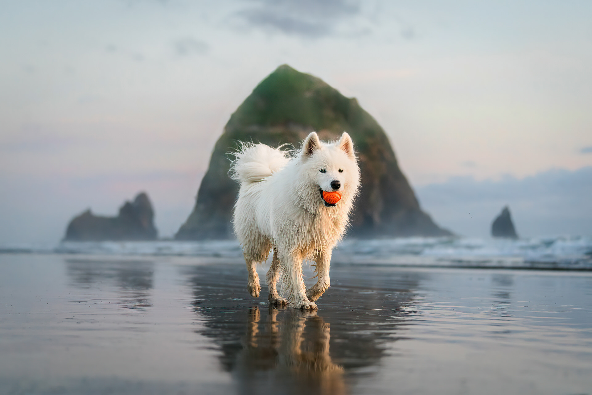 dog with ball in front of haystack rock in cannon beach