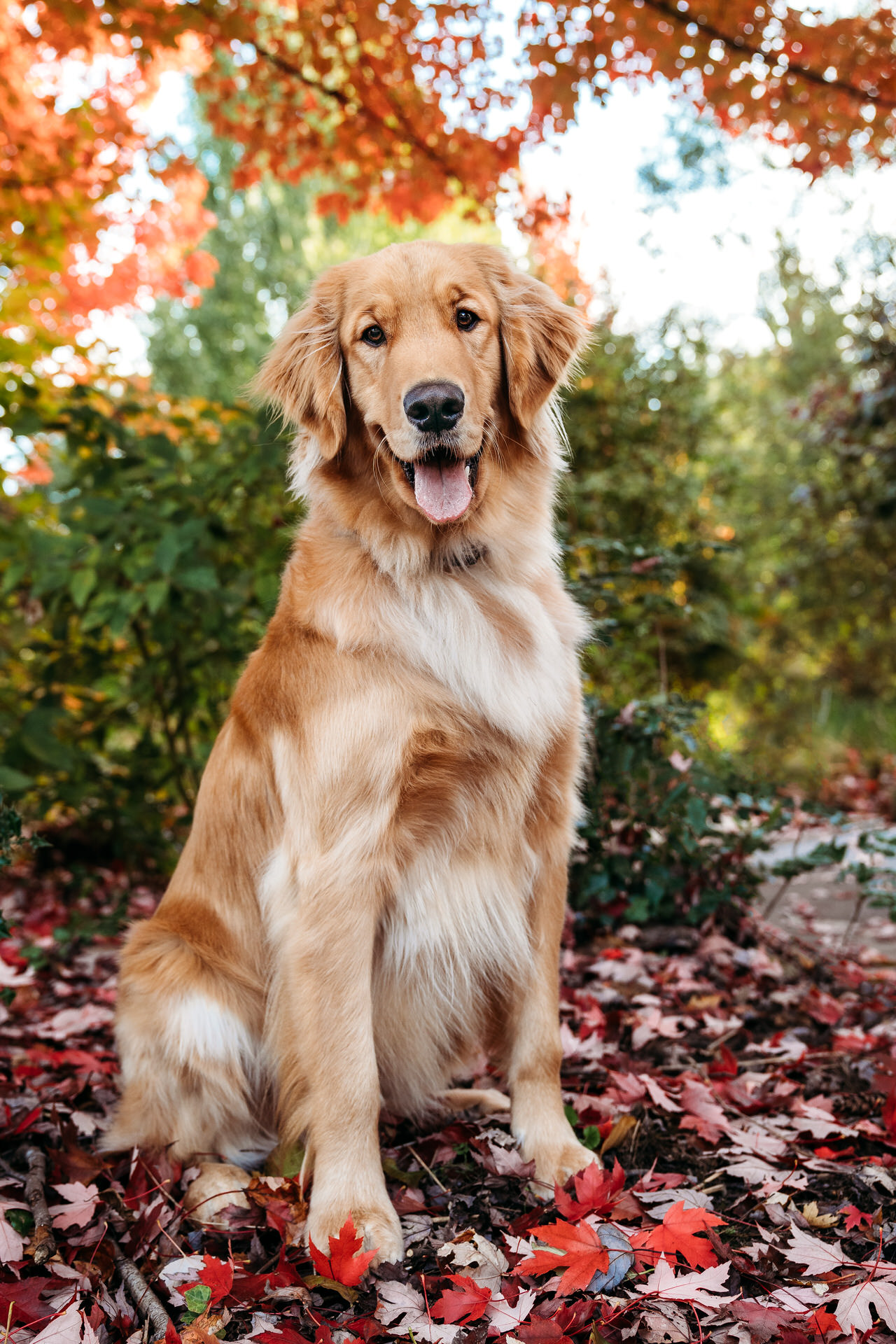 dog in autumn leaves at Cathedral Park in Portland