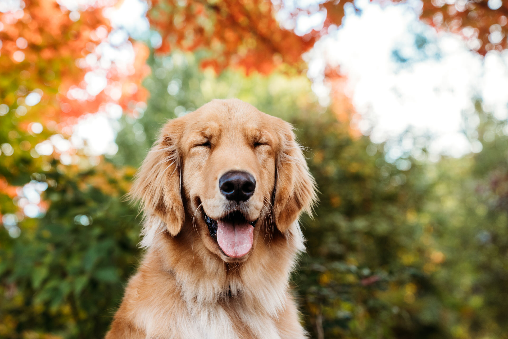 golden retriever smiles with his eyes closed
