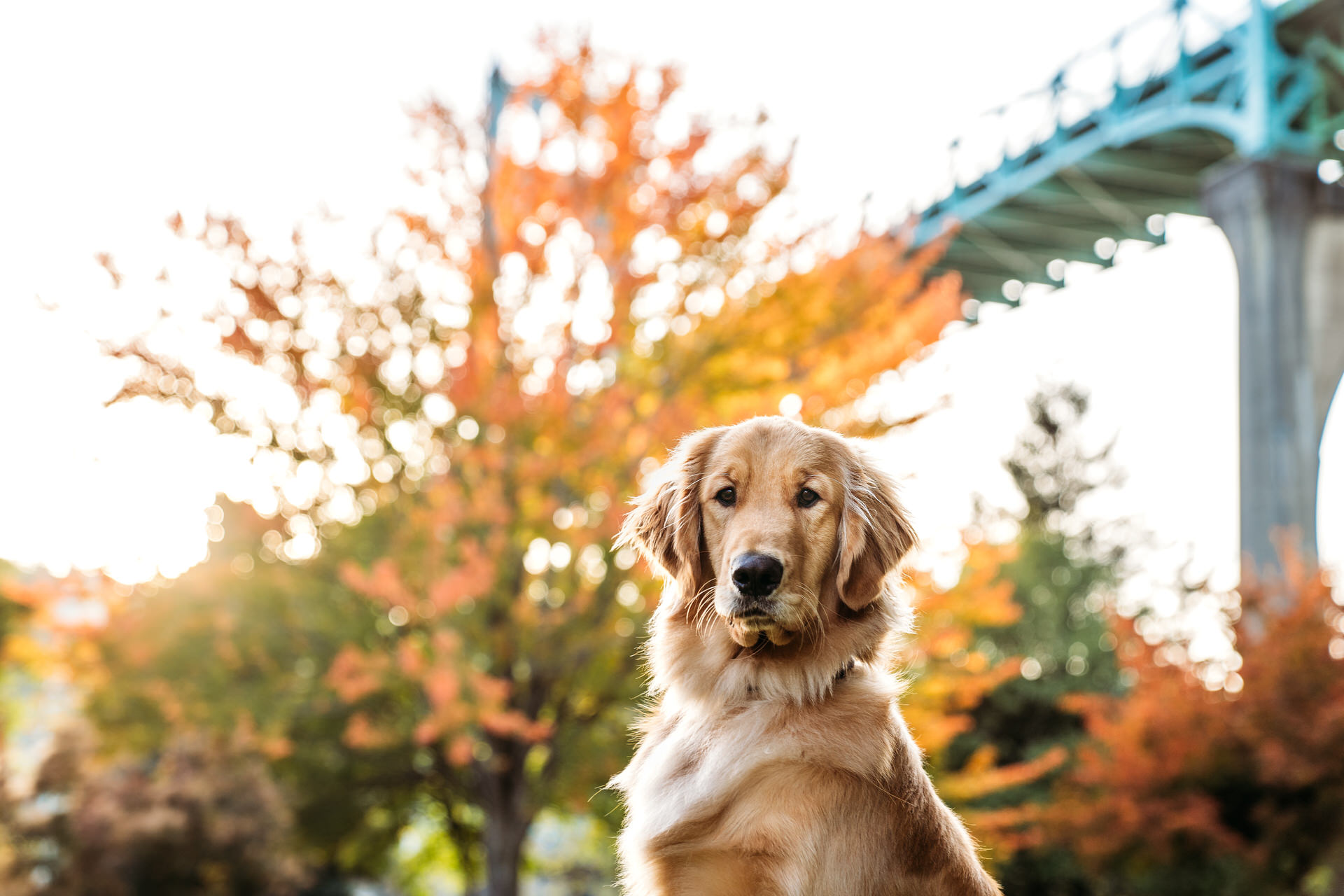 dog in front of the st. john's bridge