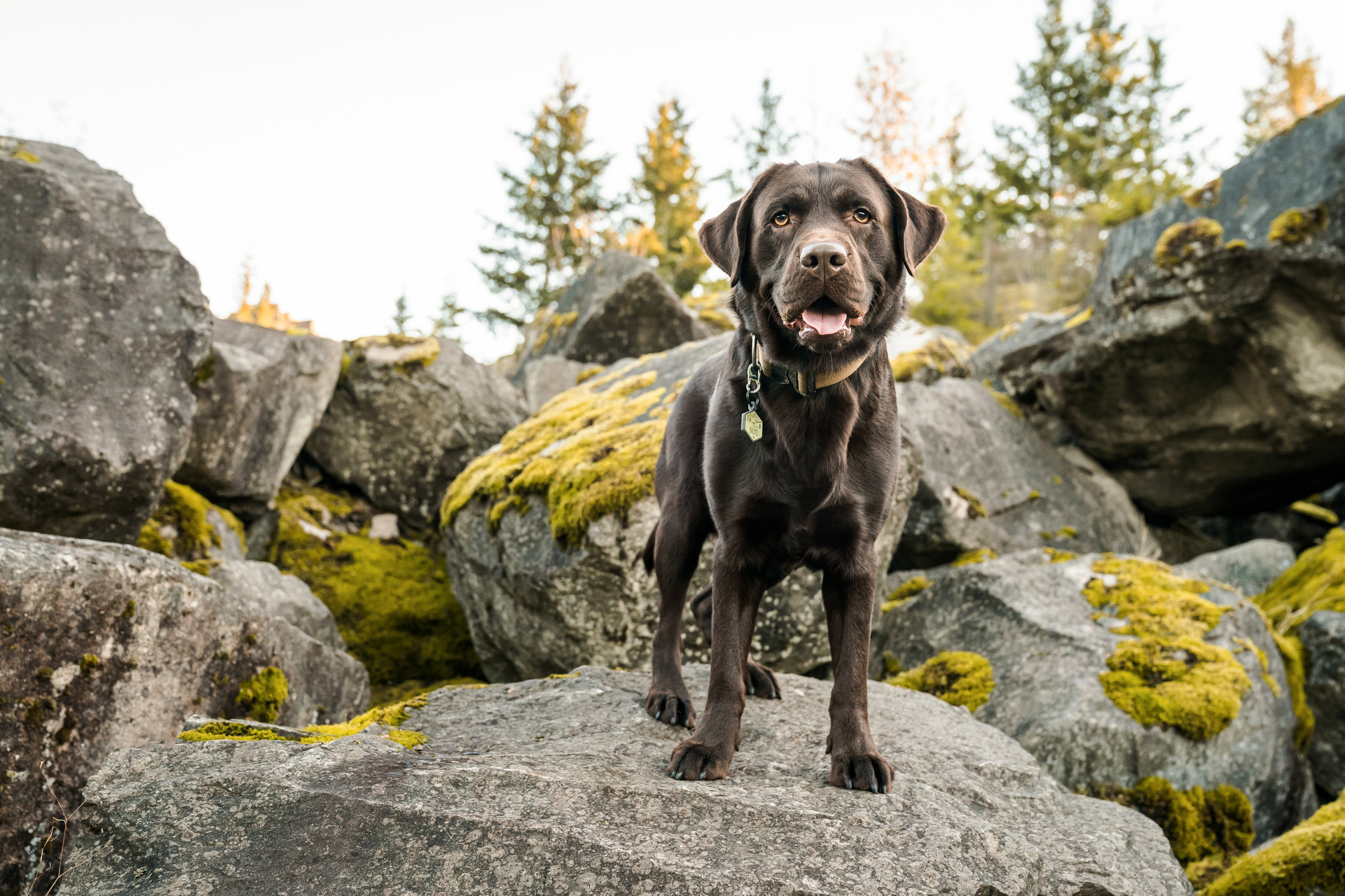 dog at his photo shoot in Cascade Locks