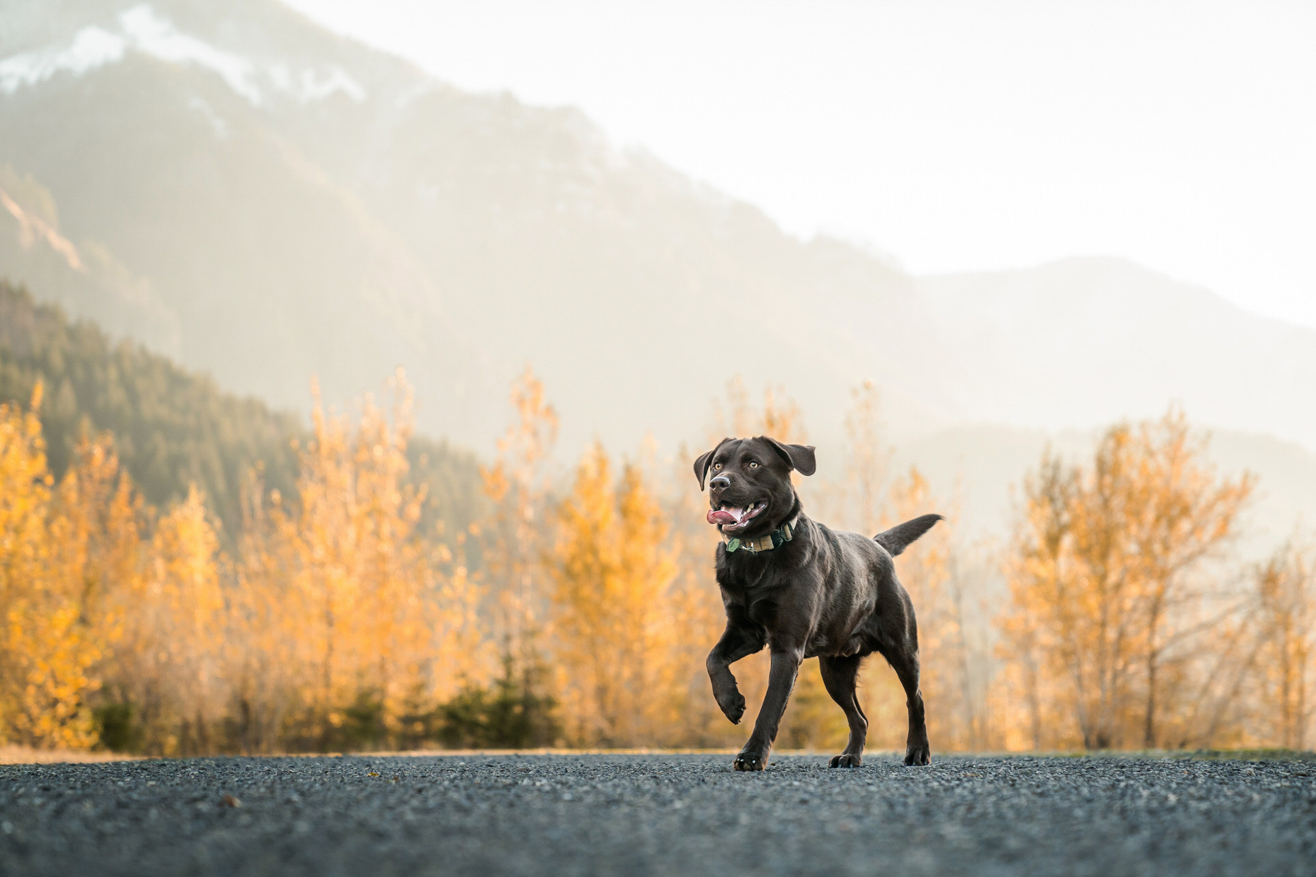 dog runs at his fall photo session outside of Portland oregon with sit stay pet photography