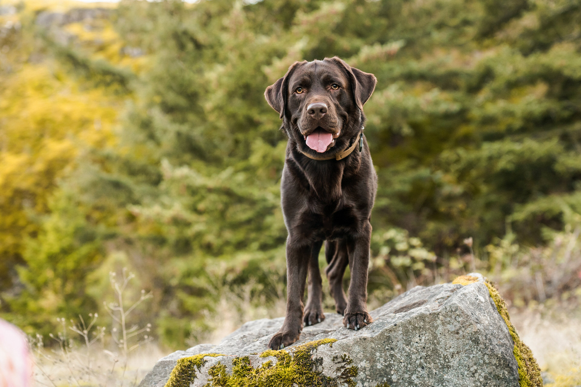 dog stands on a rock