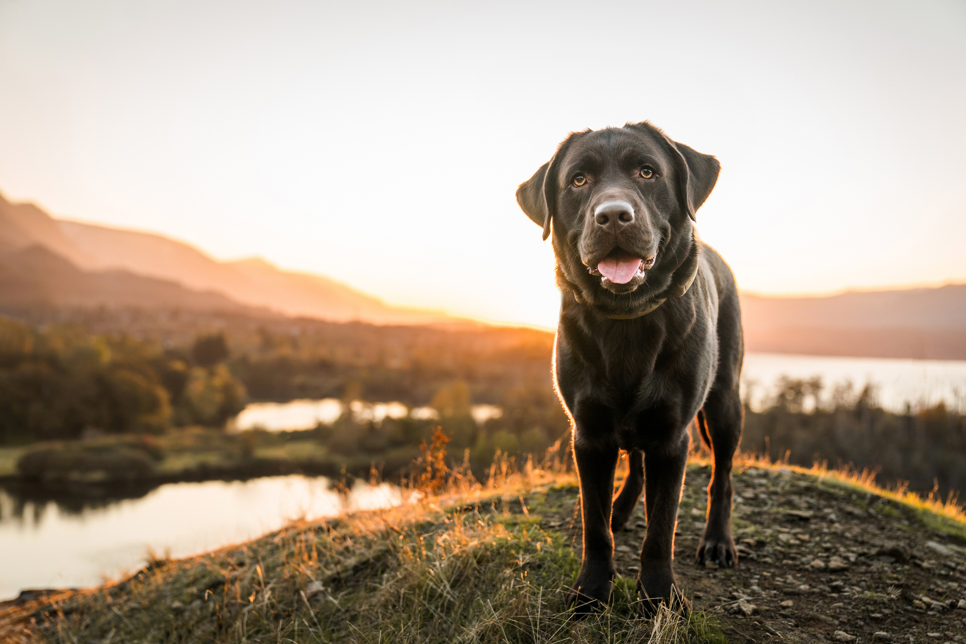 dog looks at the camera during his sunset photo session in Oregon
