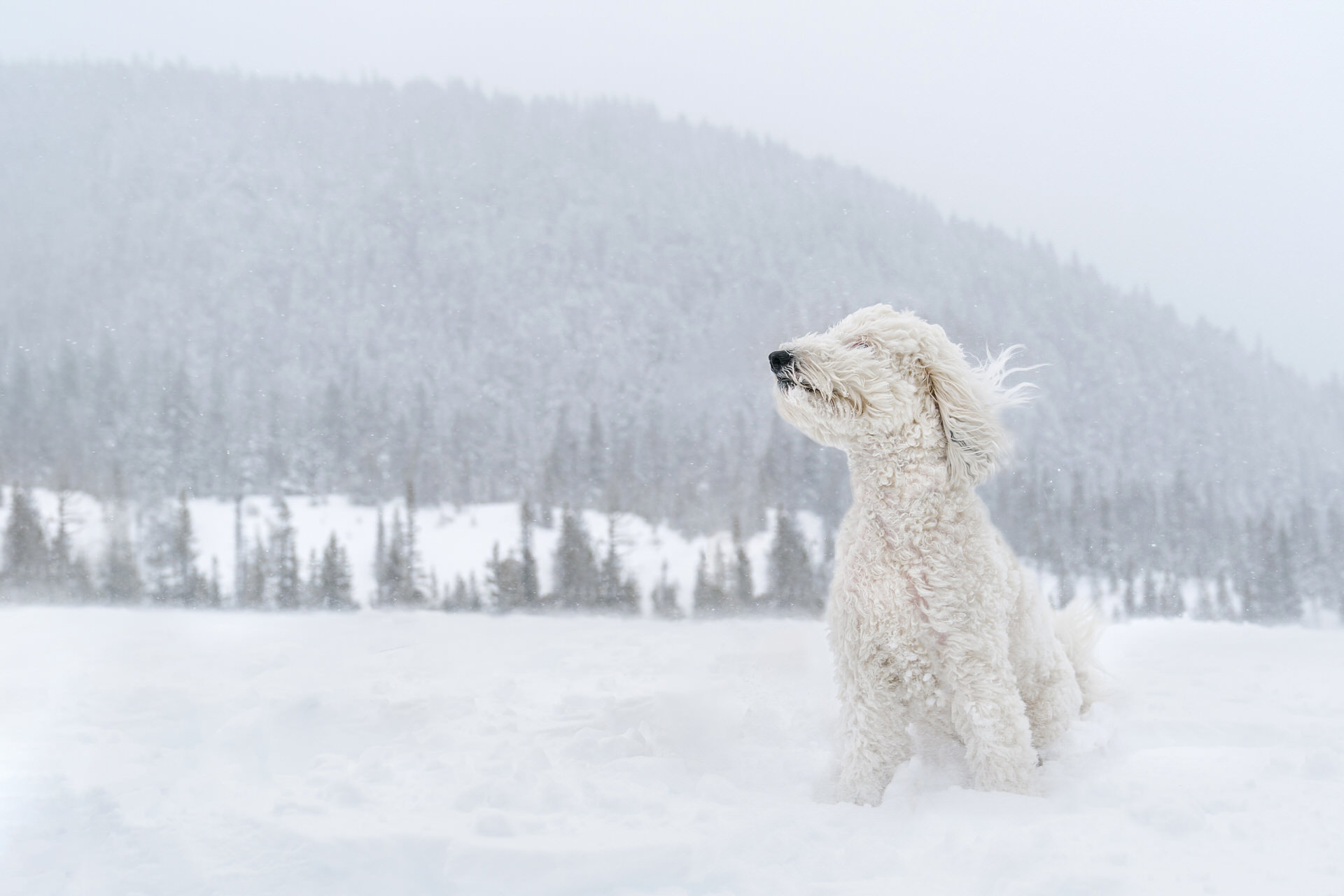 white dog in the wind in the snow