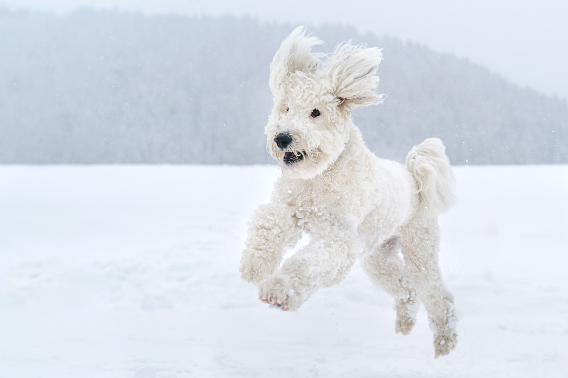 dog bounces in the snow