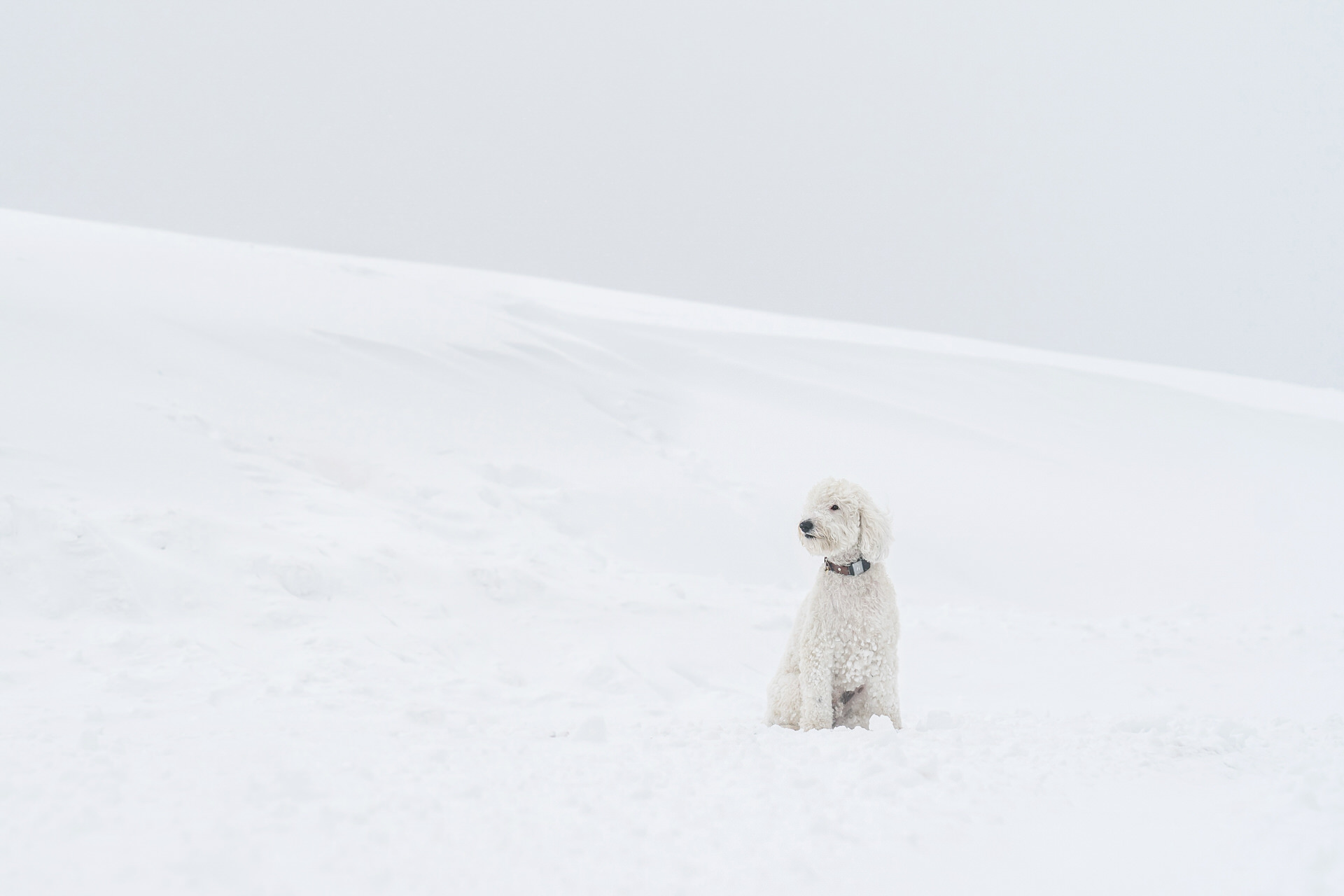 white dog on white snow