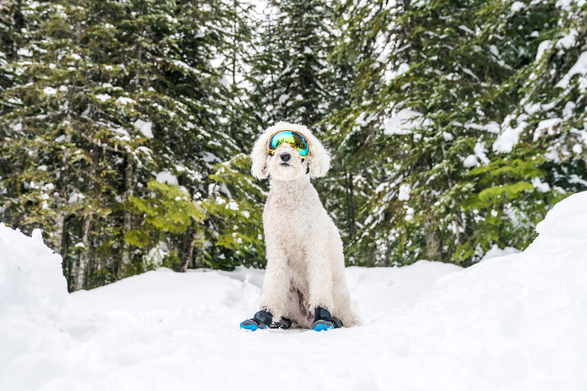 dog with goggles in the snow