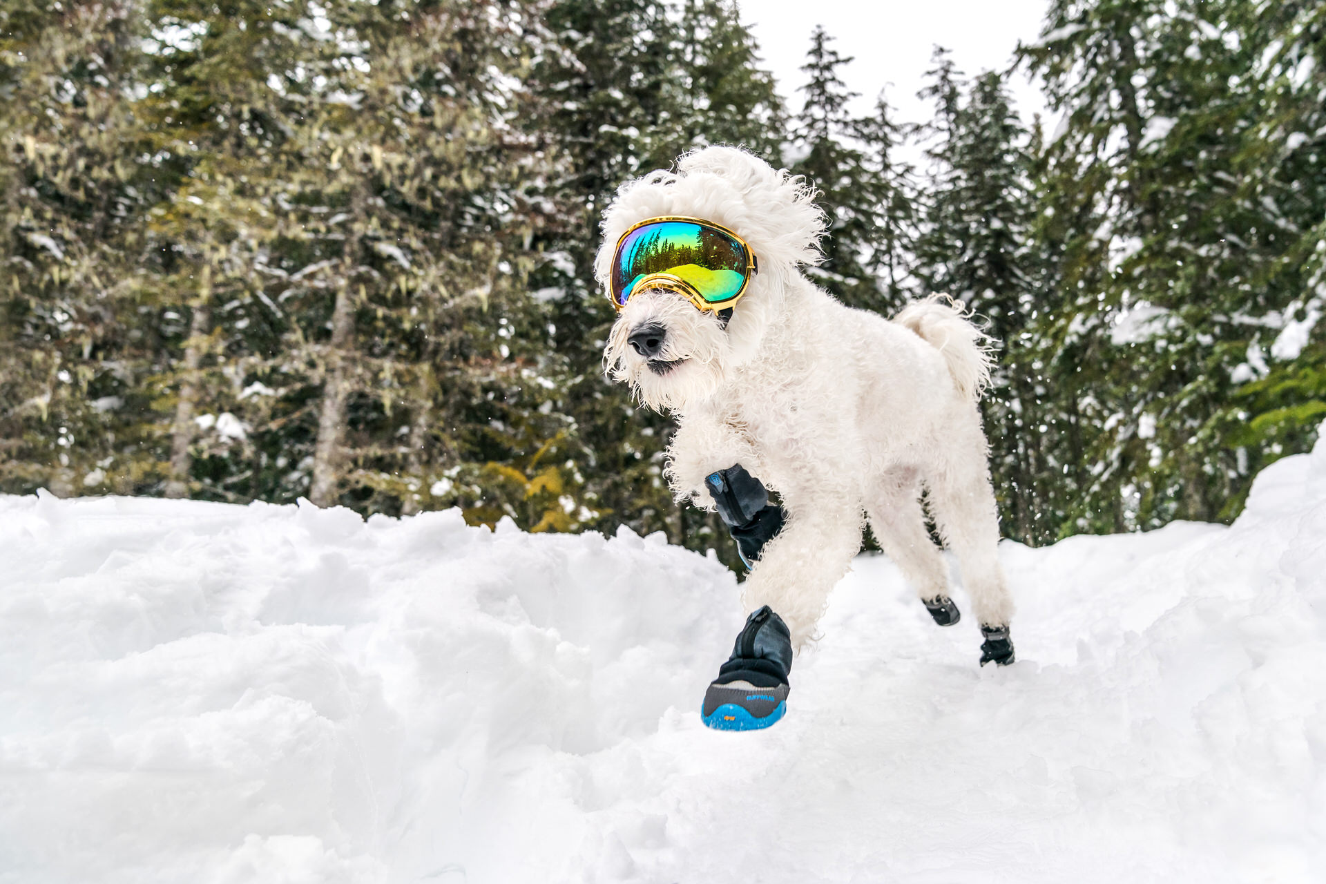 dog runs with googles and boots in the snow in Oregon on the Mirror Lake Trail
