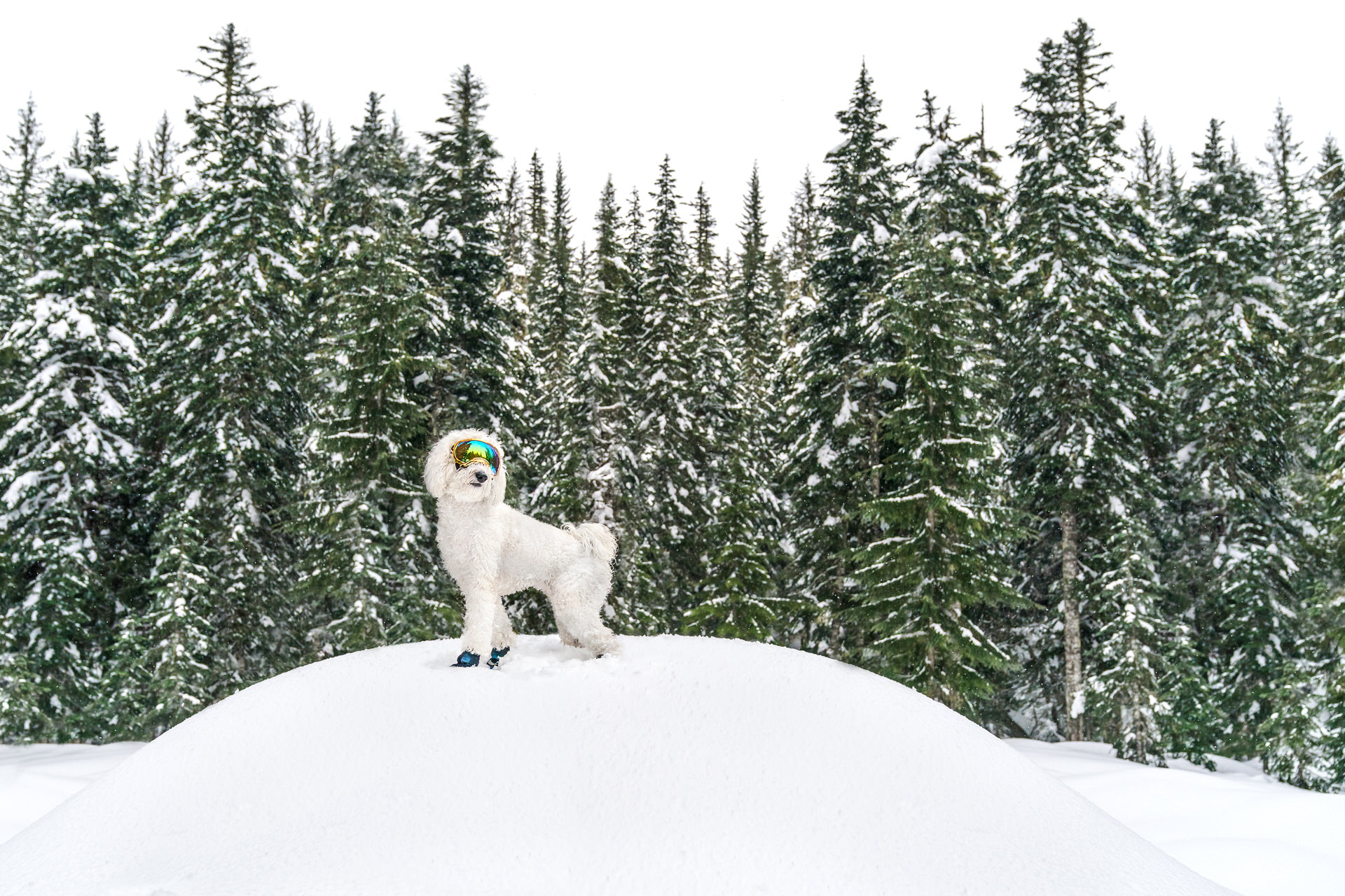 dog poses in the snow with goggles on Mirror Lake trail in the winter in Oregon