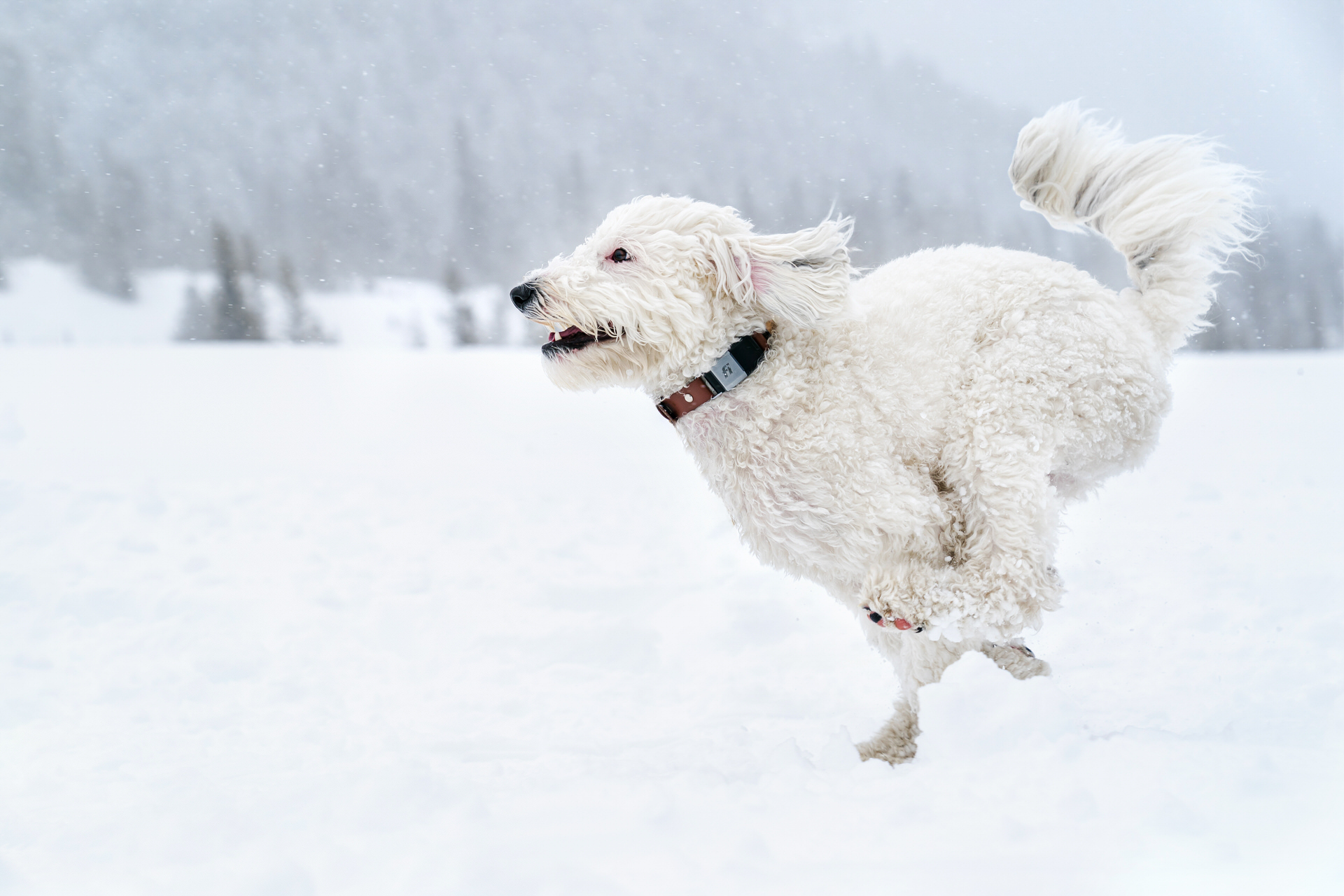 white dog runs in the snow at white river west sno park on Mt Hood