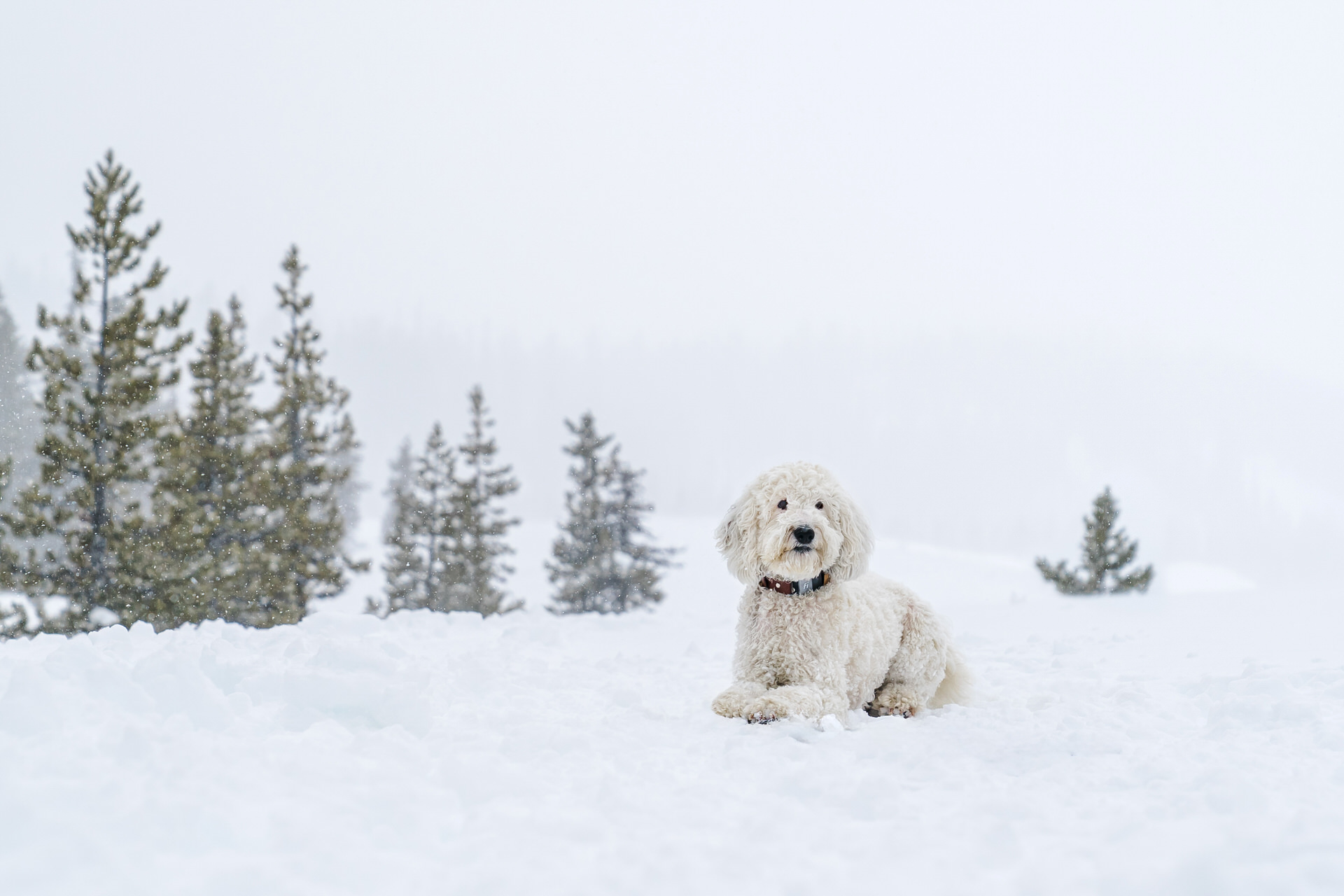 dog lays in the snow on Mt. Hood