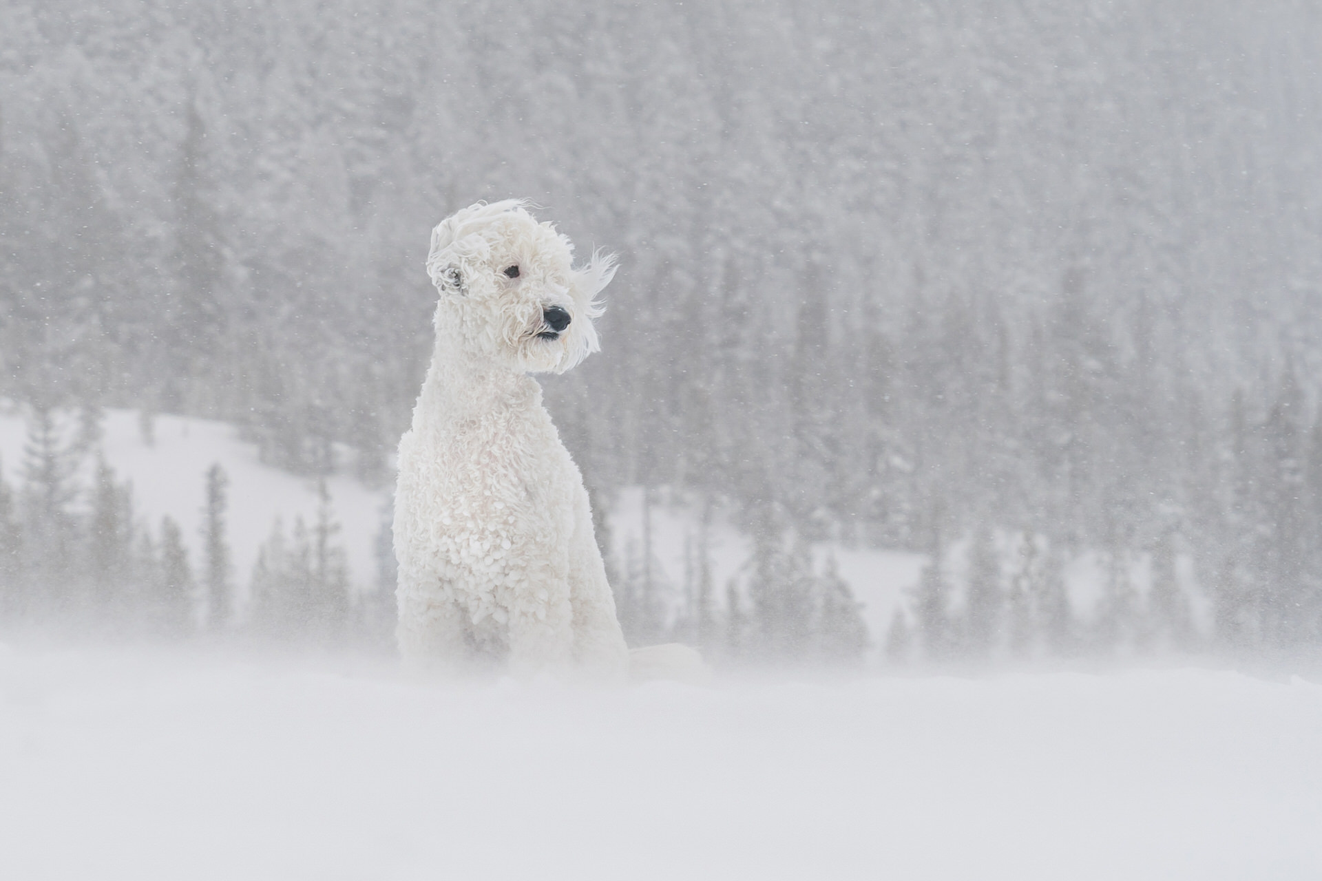 white dog in a blizzard in oregon
