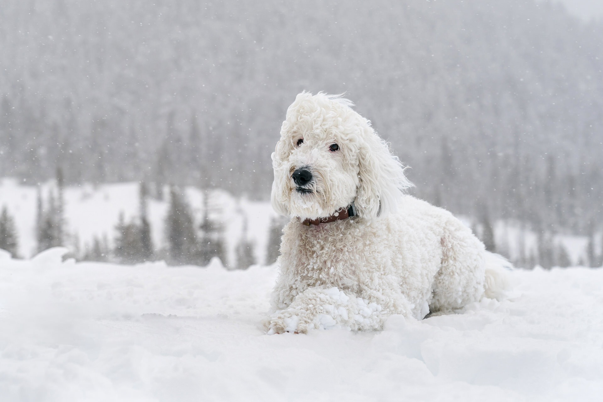 white dog lays in the snow