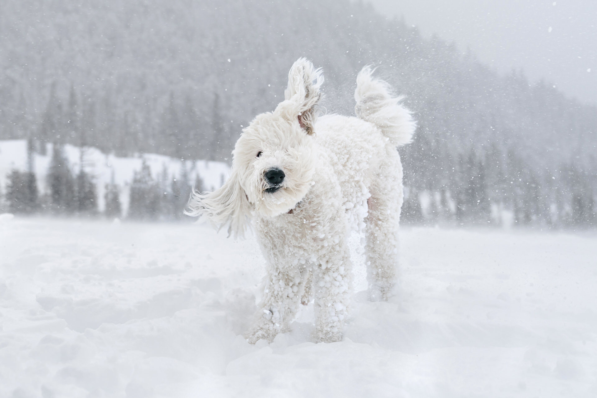 dog shakes in the snow