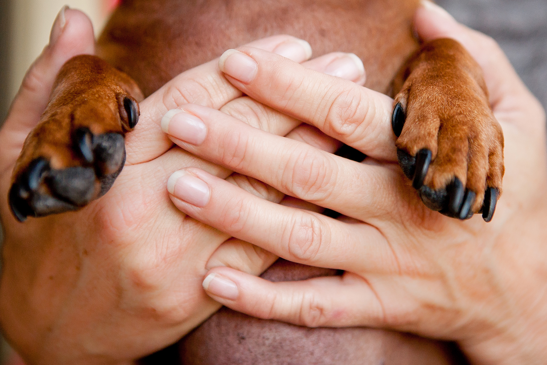 womans hands with dachshund paws