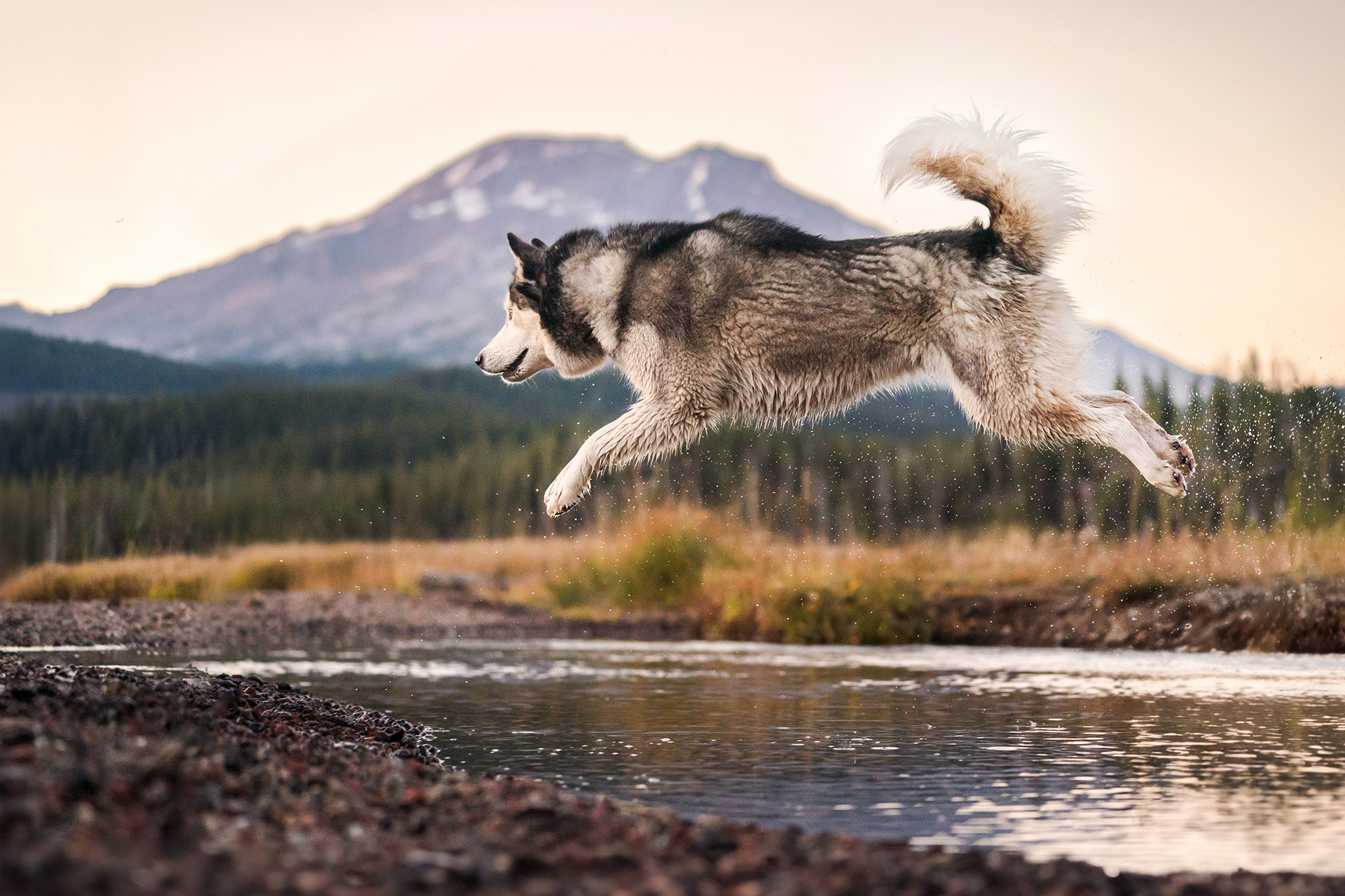 husky jumps over a river in Bend, Oregon