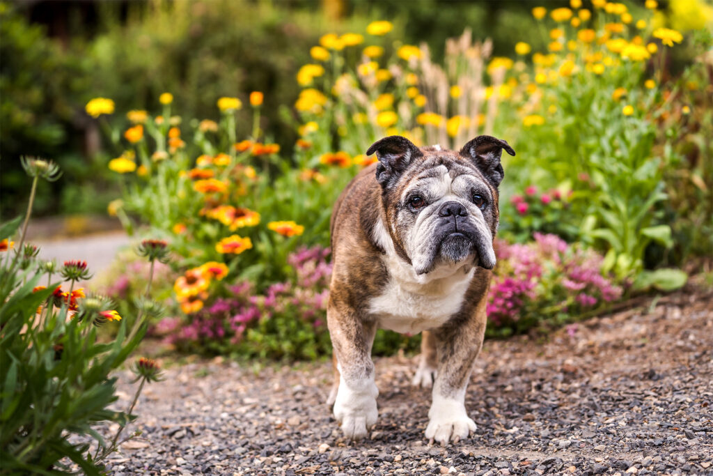Bulldog walking in a flower garden