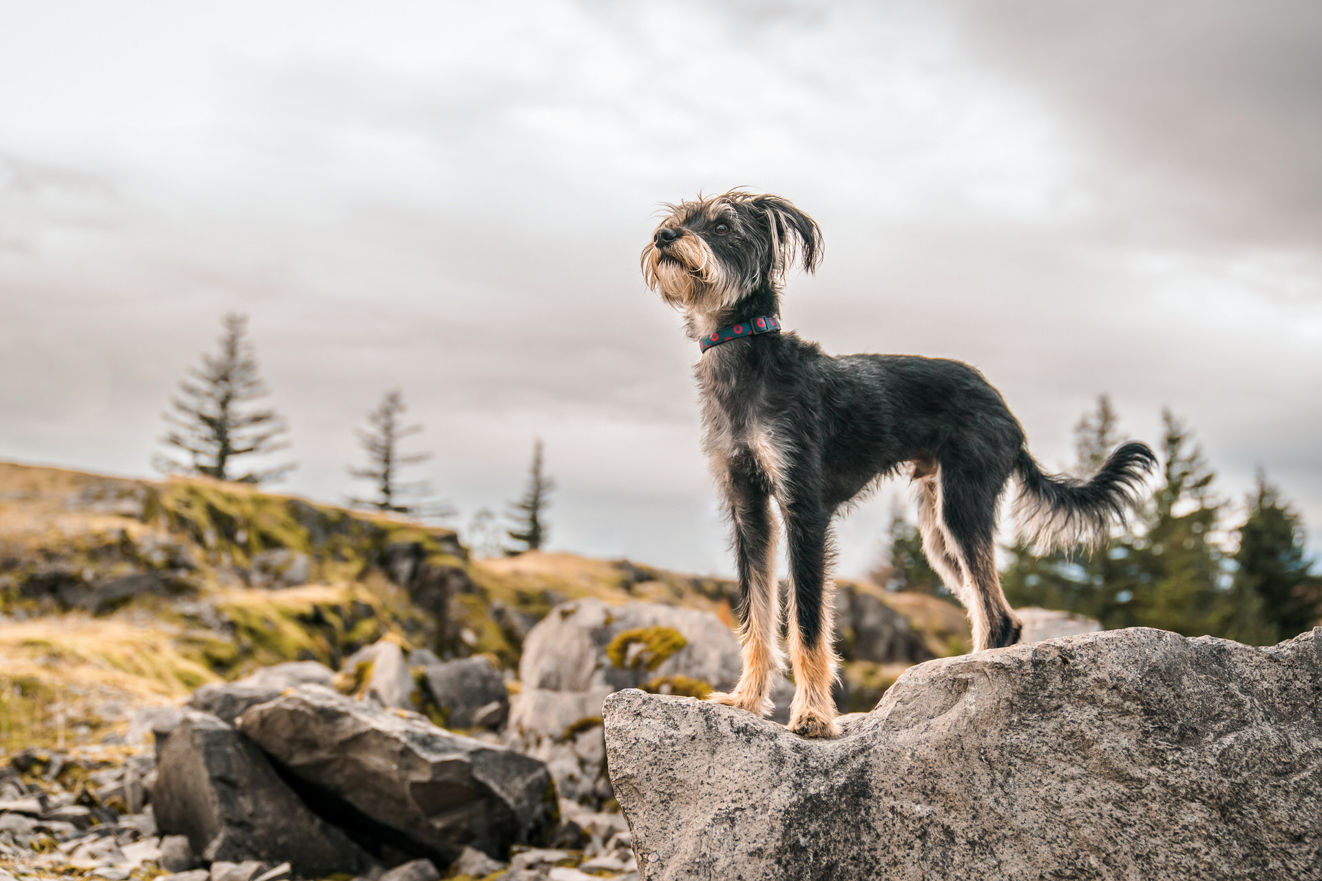 dog with long legs looks away while standing on a rock