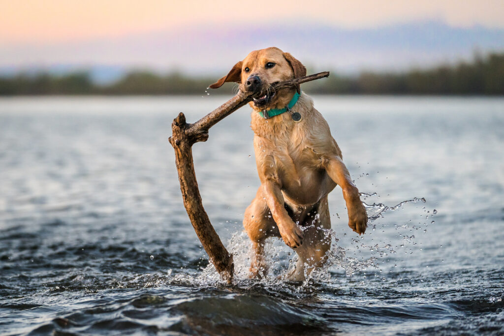 Yellow labrador retriever jumps out of water with a stick in her mouth