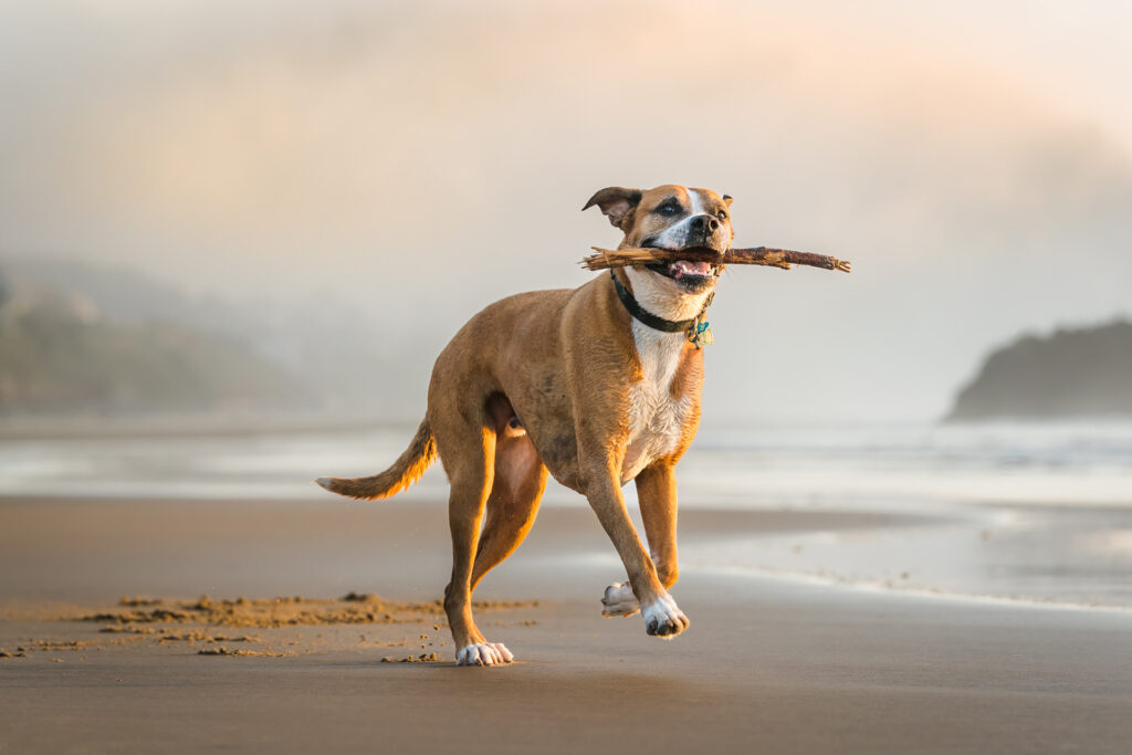 Boxer runs with a stick in his mouth at the beach at sunset