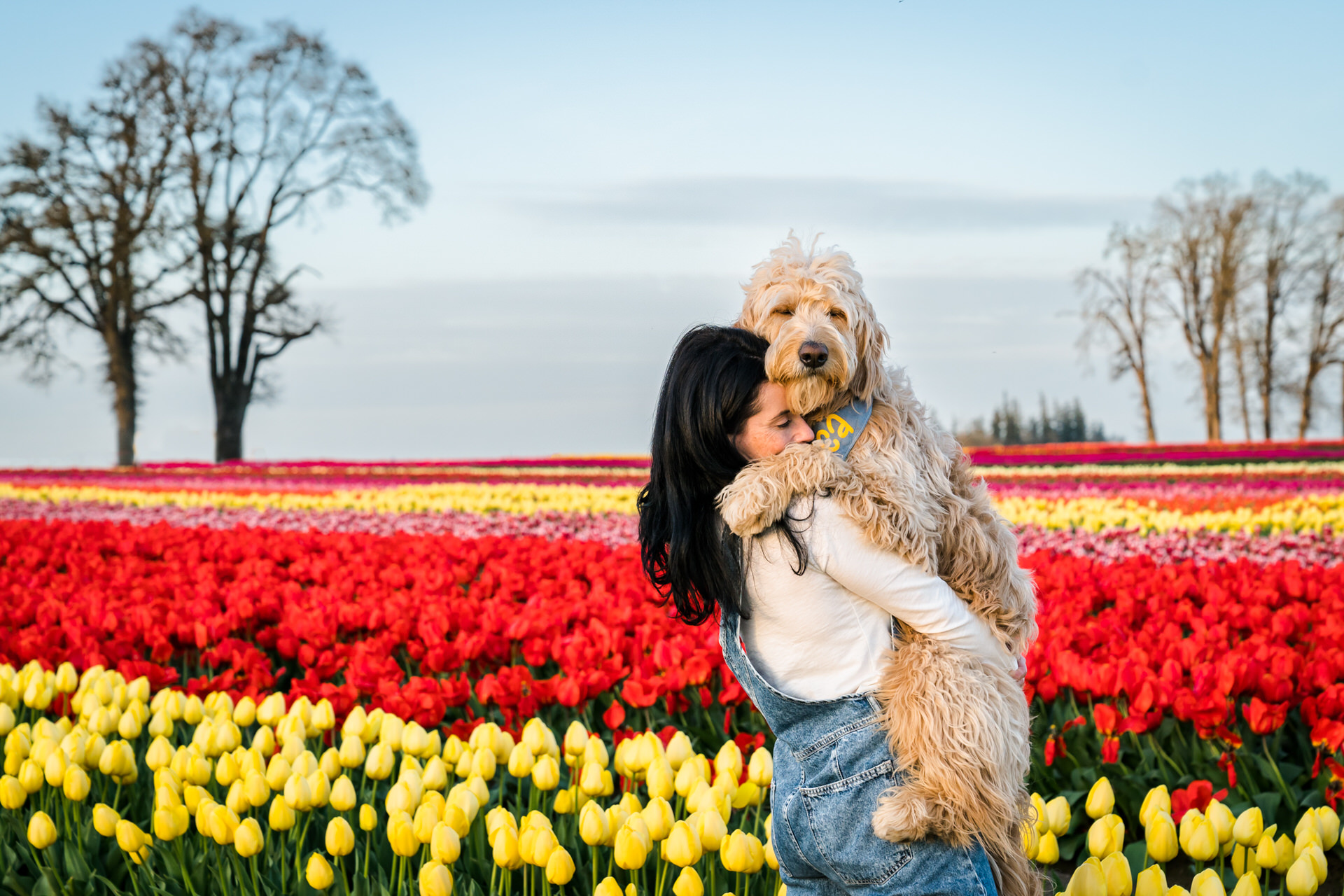 Woman picks up dog at the Wooden Shoe Tulip Farm