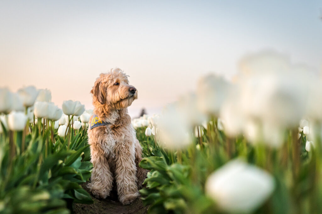 Dog standing between rows at Wooden Shoe Tulip Farm