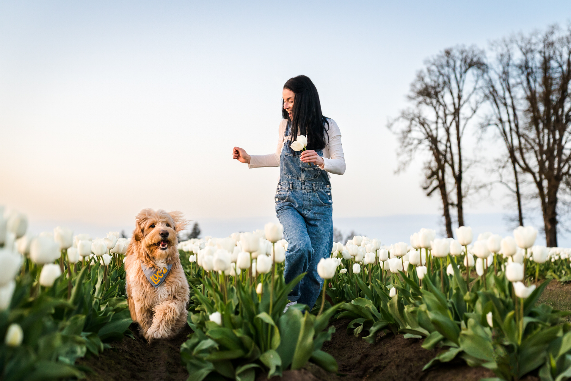 Woman and dog runs through field of white tulips at the Wooden Shoe Tulip Farm