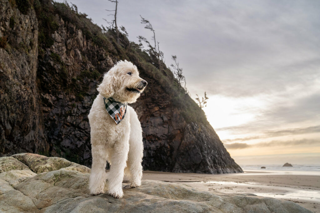 White goldendoodle stands on a rock at the beach with sunset light