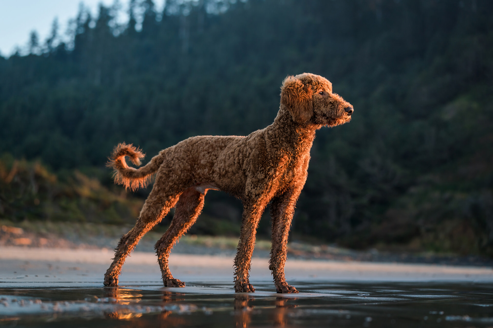 Goldendoodle stands majestically in the sunset light at the Oregon Coast