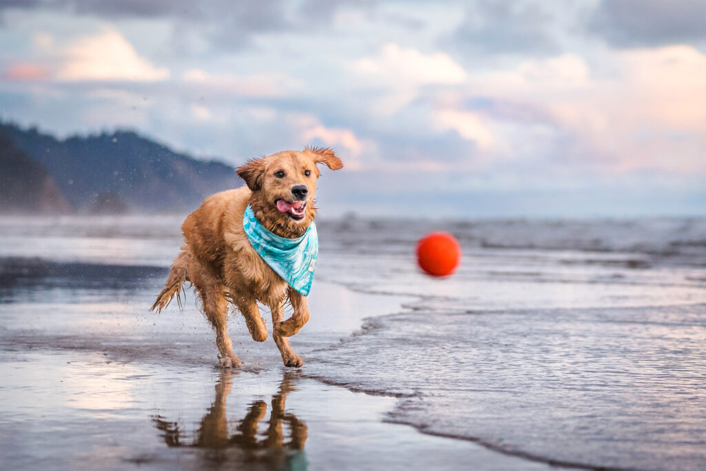 Dog runs through water chasing a ball at sunset