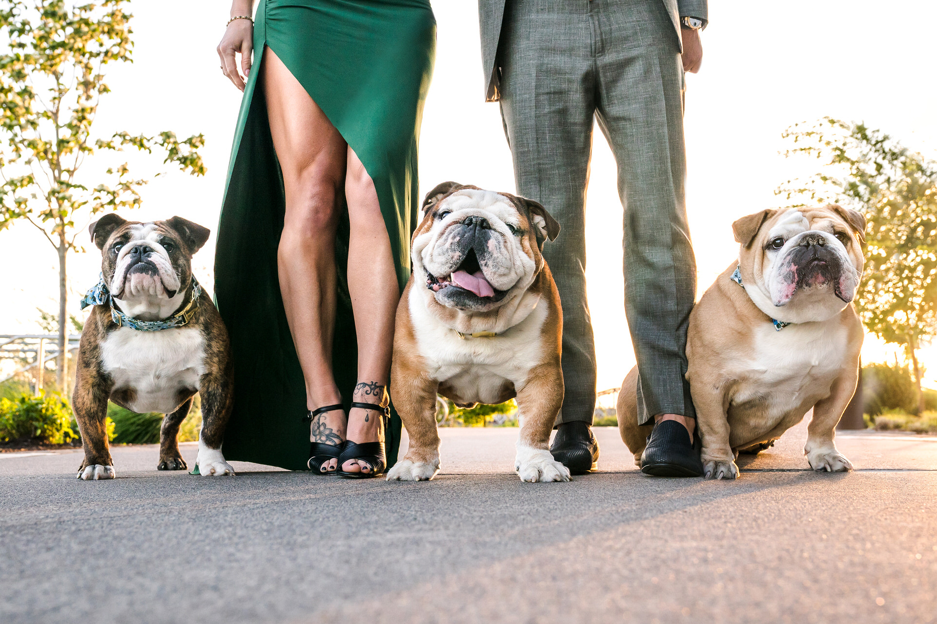 Three bulldogs sit at their owner's feet